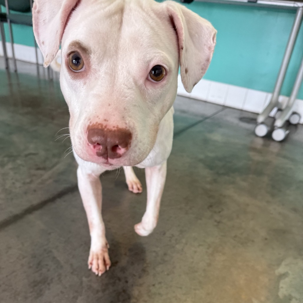 Photo of Pearl 3