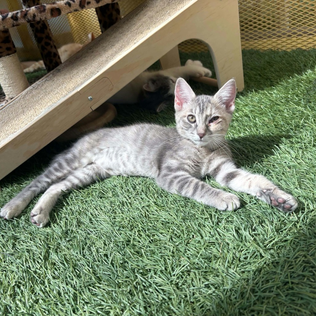 TIKI CAT - Domestic Medium Hair available for adoption