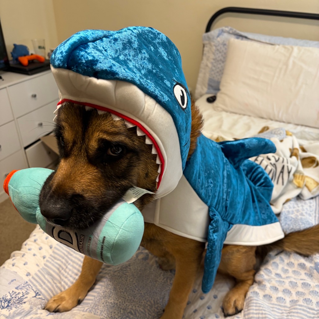 Milo, photo 18