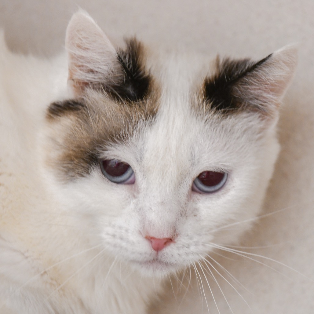 Amilee - Domestic Shorthair
