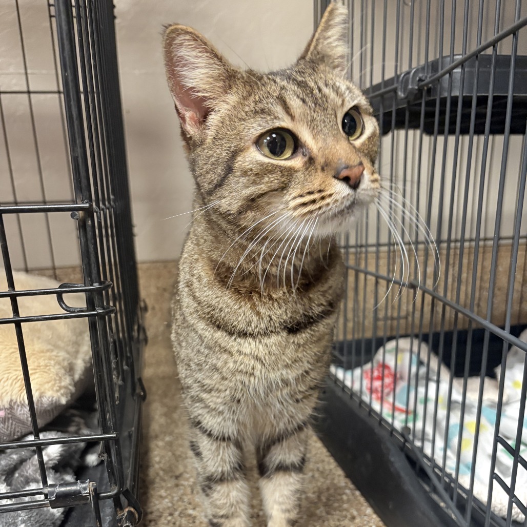 Cleopatra: Female 24 Domestic Shorthair