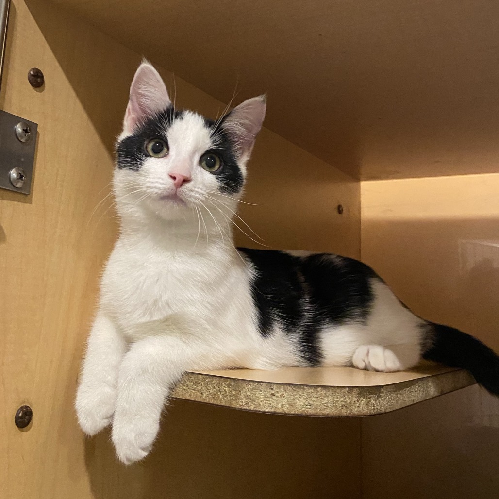 FUNGI - Domestic Shorthair available for adoption
