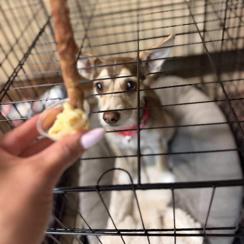 Milo, photo 2