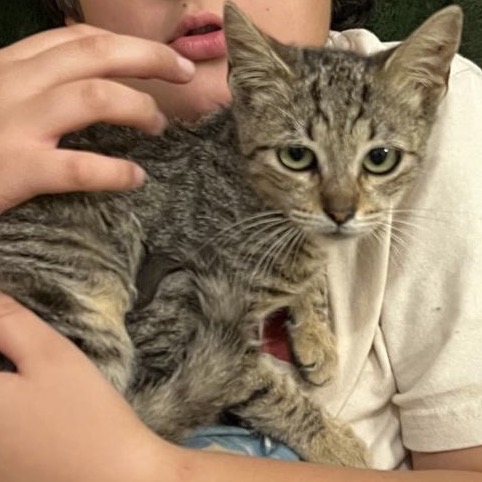 MICHU - Domestic Shorthair / Mix available for adoption
