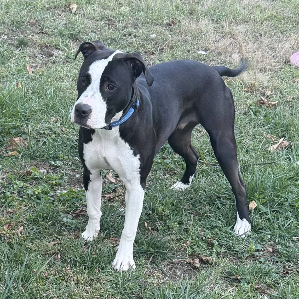 Kam, a Terrier