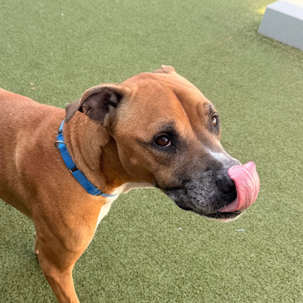 Rocky — thumbnail 5