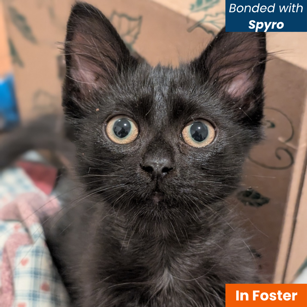 PETER PAN - Domestic Shorthair available for adoption