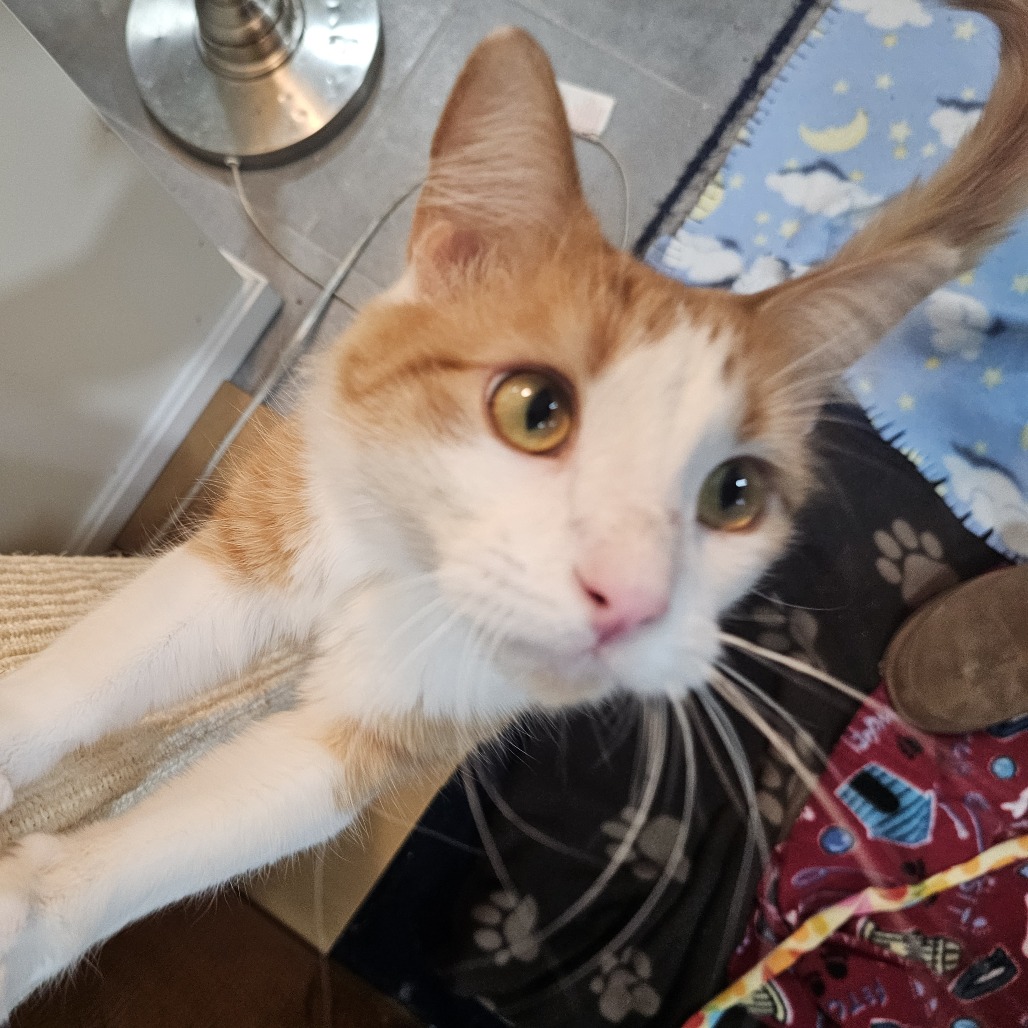 Feeny — thumbnail 4