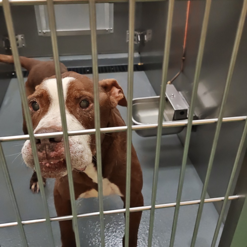 Hank — thumbnail 2