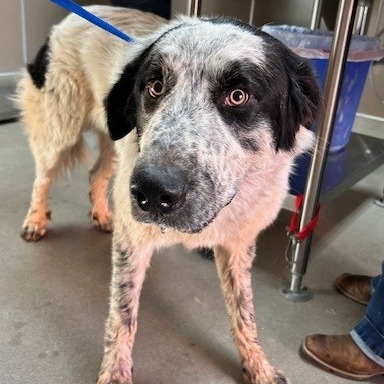 Kennel#25 Marvel's preview photo