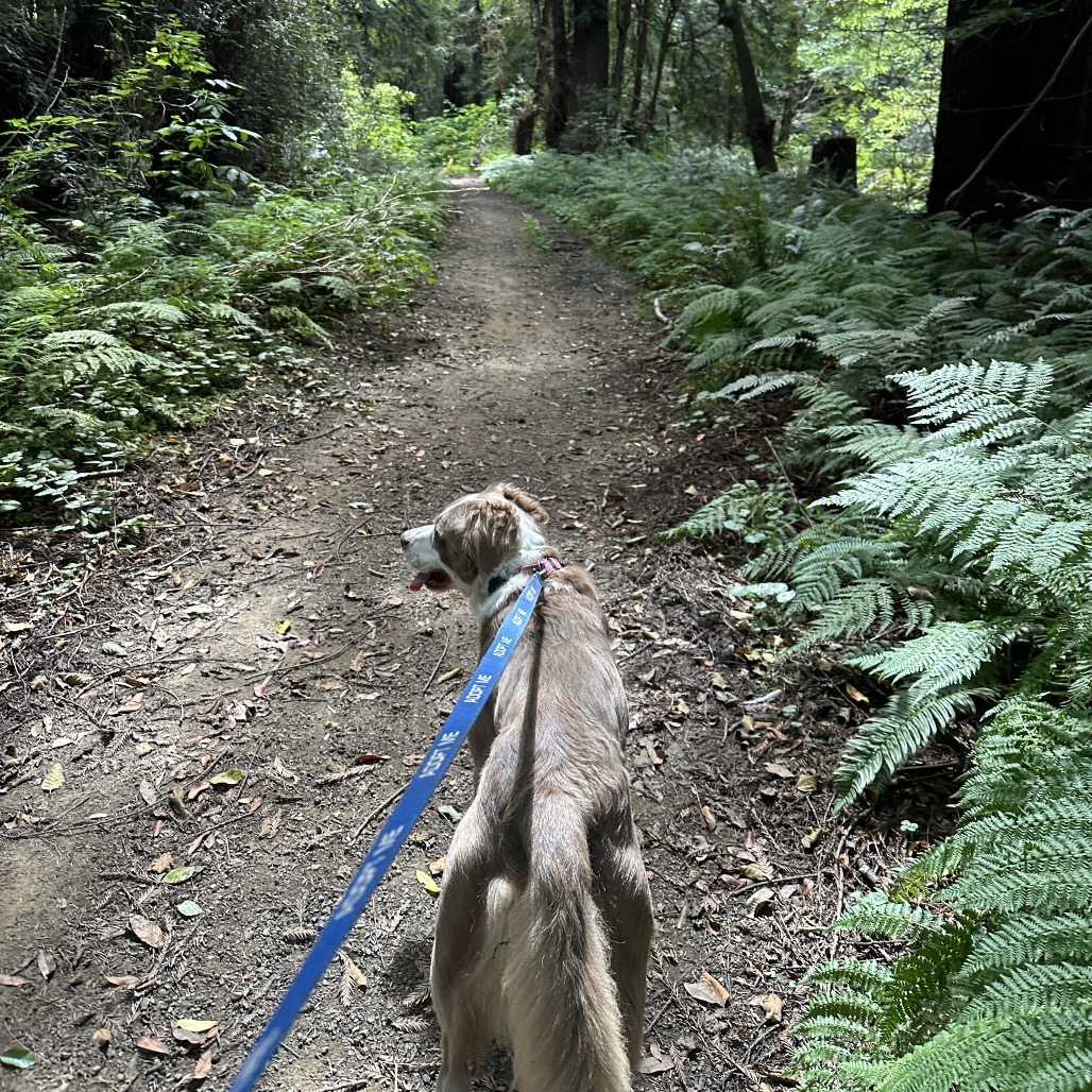 TOBY, photo 31