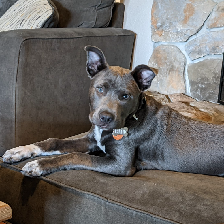 Bane, an adoptable dog at SPCA-BC