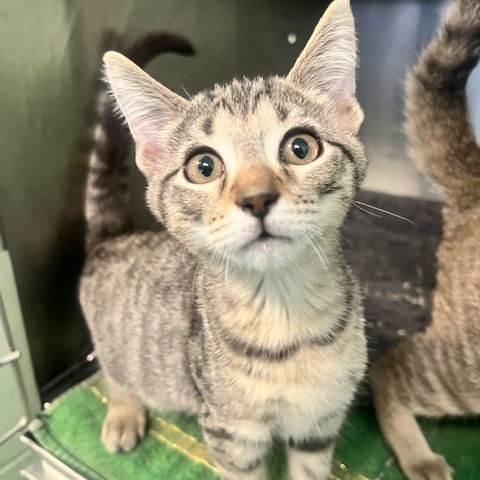 MOOSE - Domestic Shorthair available for adoption