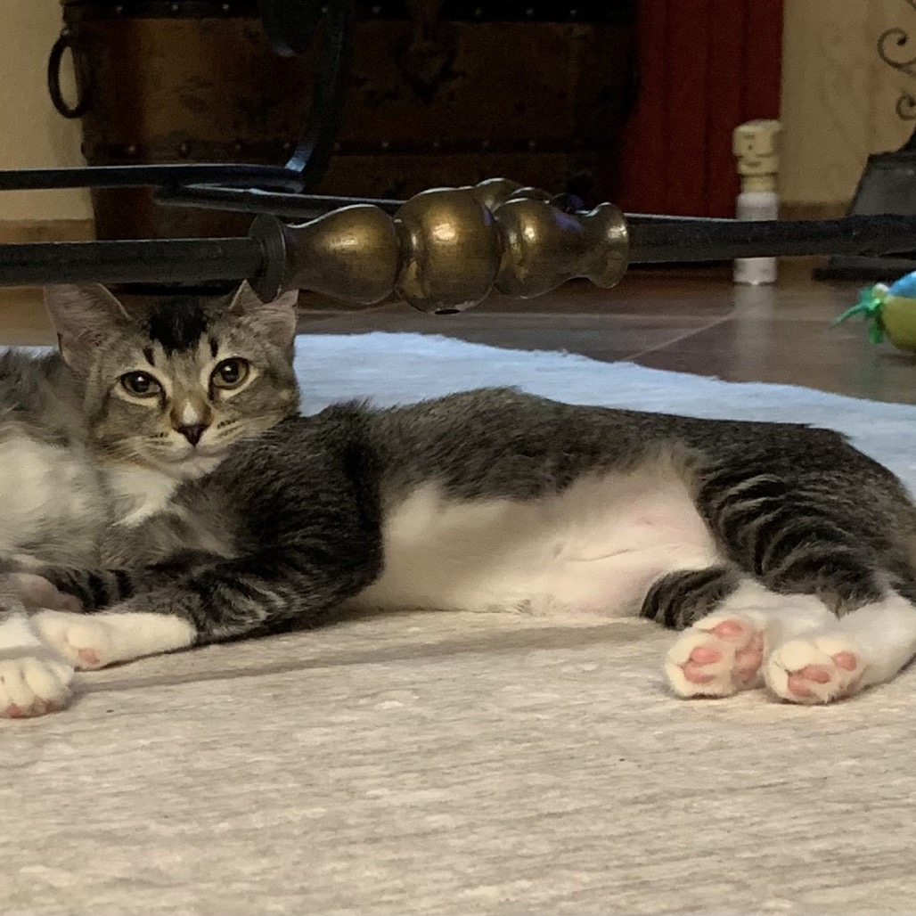 DESI - Domestic Shorthair for adoption in Henderson