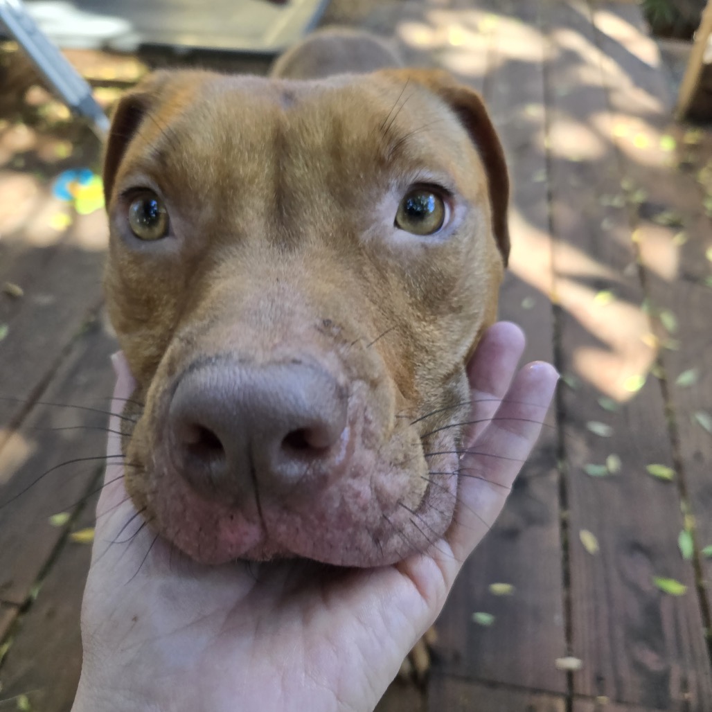 Cashew — thumbnail 2