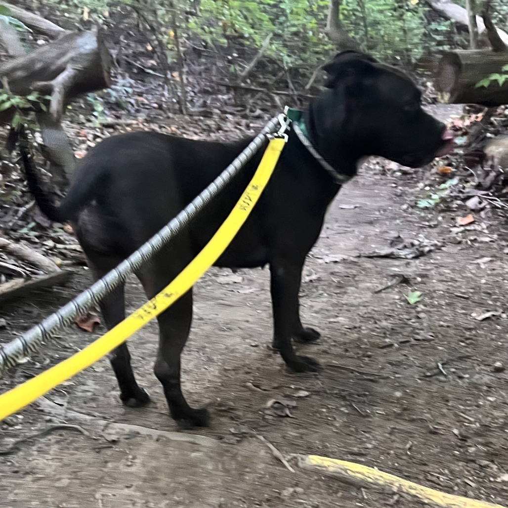 Elsie, photo 9