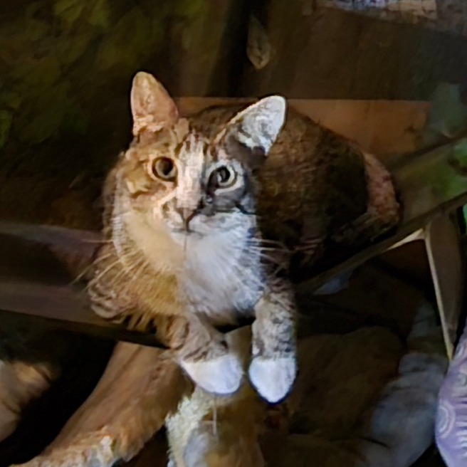 RIO - Domestic Shorthair available for adoption