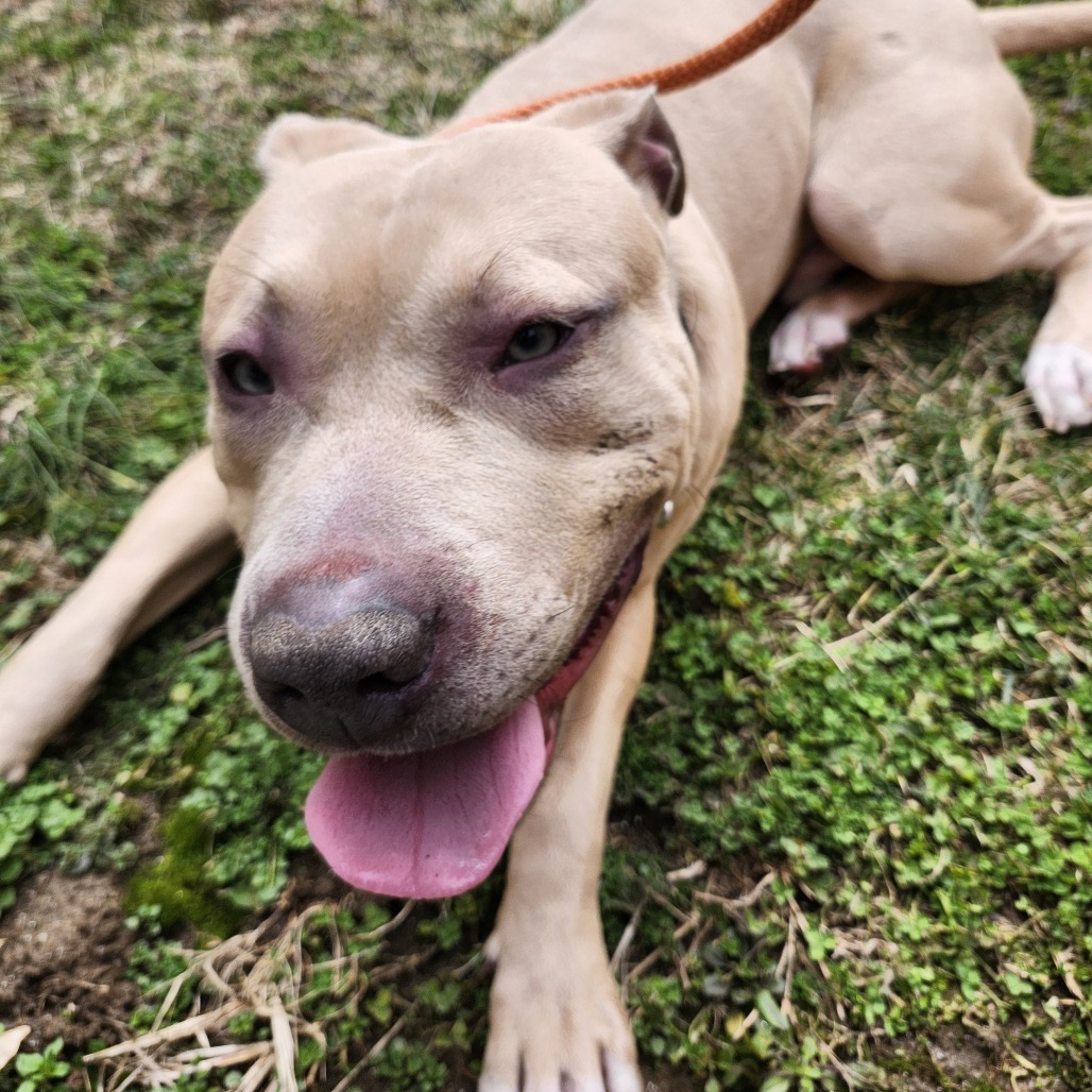 Langston — thumbnail 3