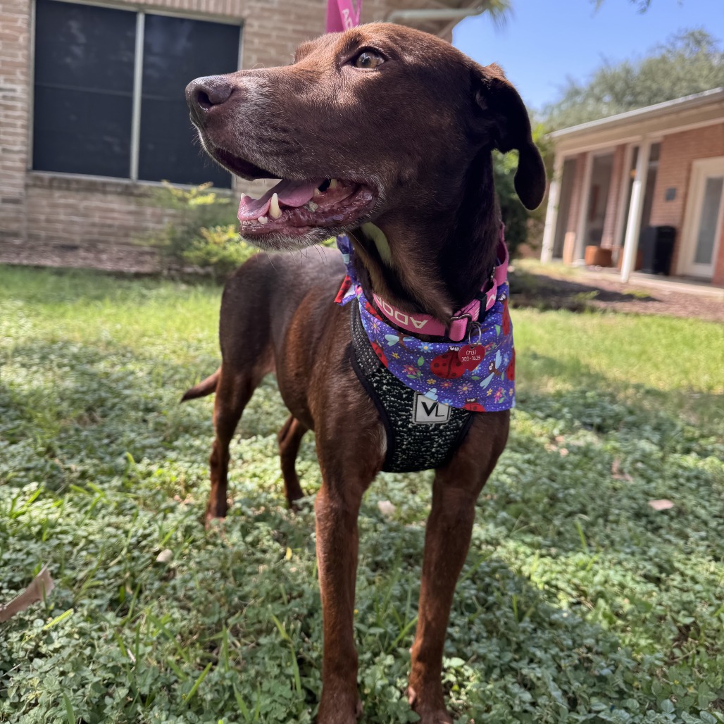 COCO - Retriever / Chocolate Labrador available for adoption