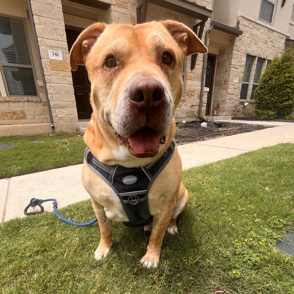 Bubba Gump, adoptable senior dog