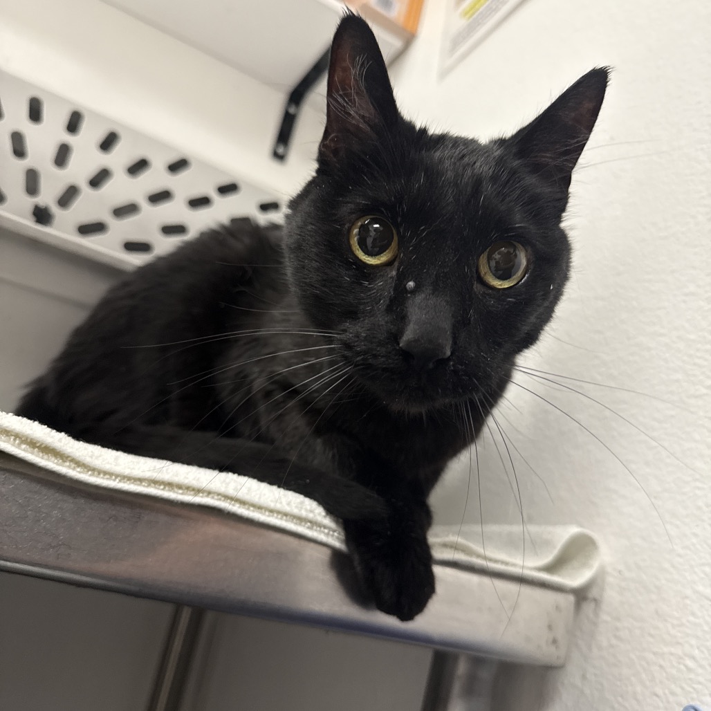 CHOCOLATE - Domestic Shorthair available for adoption