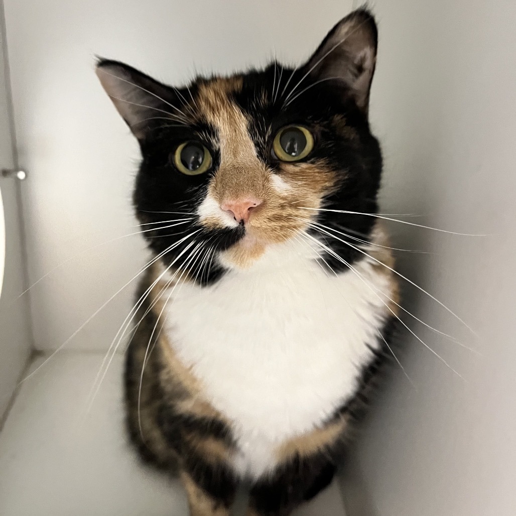 Ella — thumbnail 2