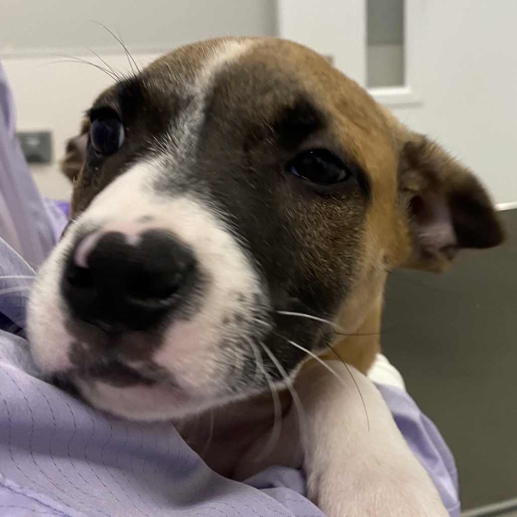 Deanna — thumbnail 3