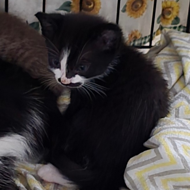 ALEXANDER AKA GENNA - Domestic Shorthair available for adoption