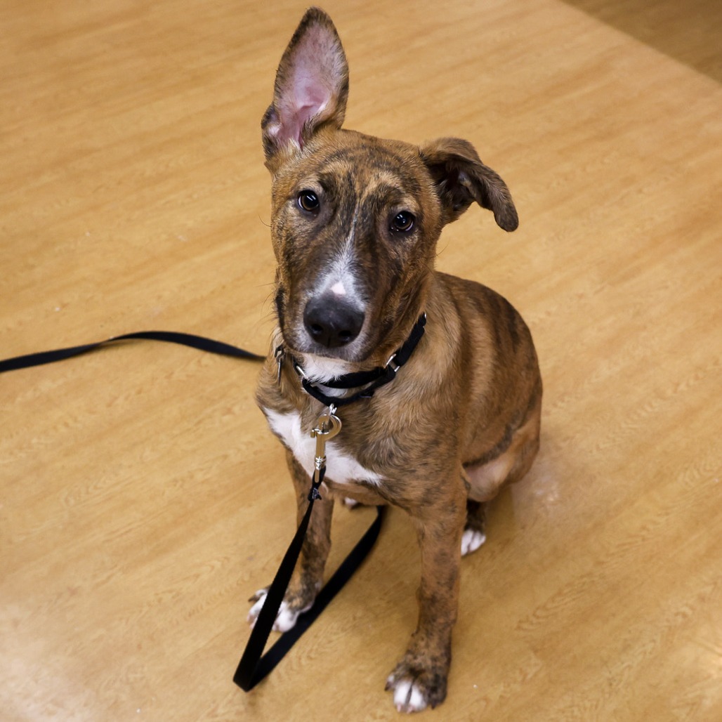 Baloo — thumbnail 5