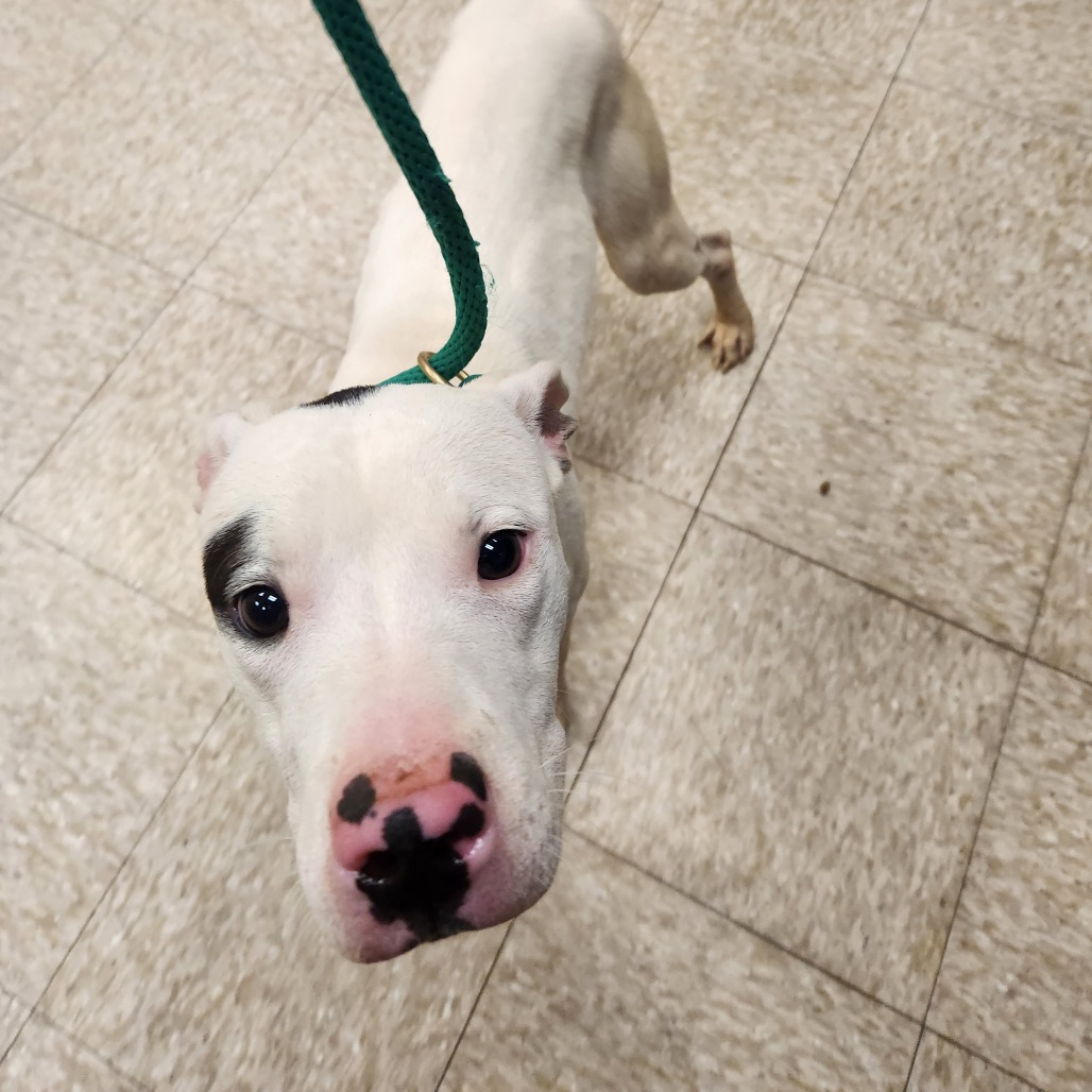 Pit Bull