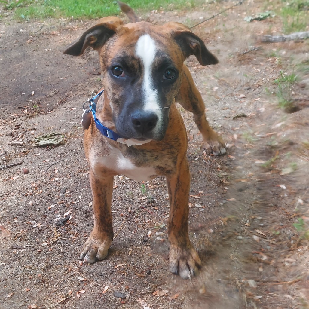 Mixed Breed