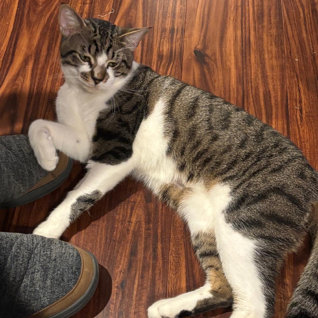 BUBBA - Domestic Shorthair available for adoption