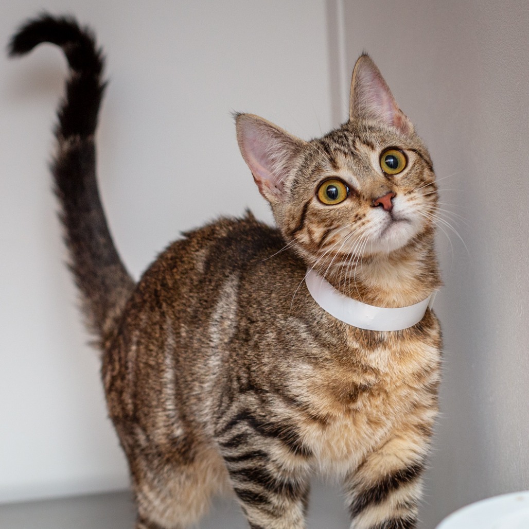 BAM BAM - Domestic Shorthair / Mix available for adoption