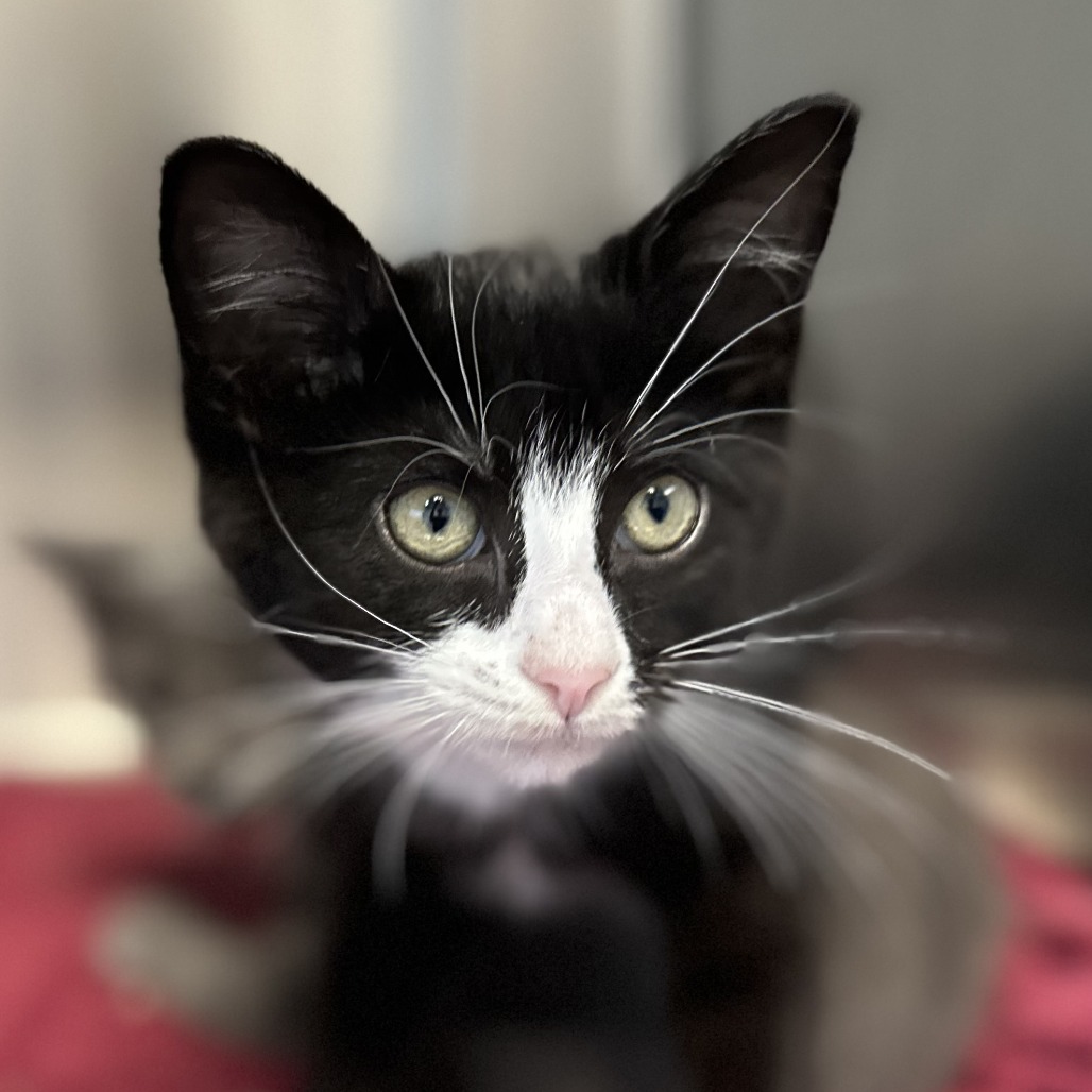 BELL PEPPER - Domestic Shorthair available for adoption