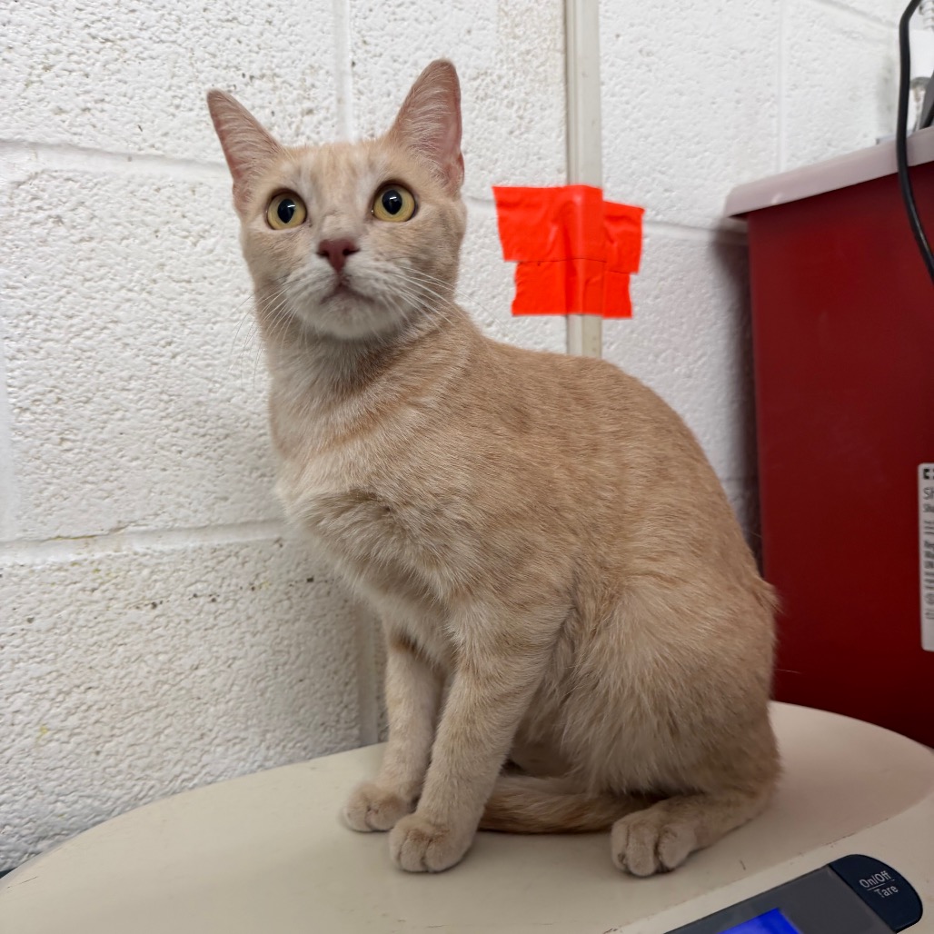 WISTERIA - Domestic Shorthair available for adoption
