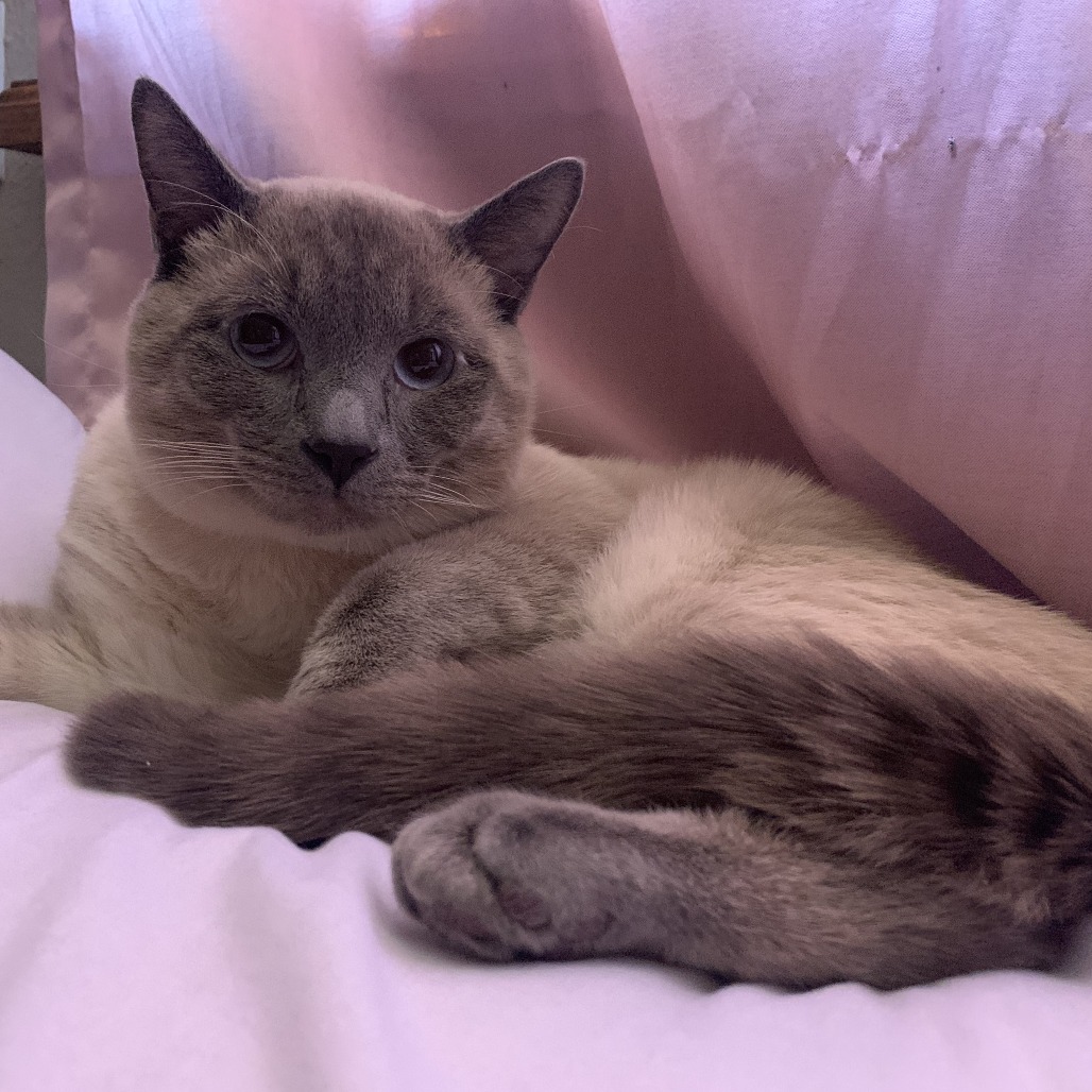 PHOENIX - Domestic Shorthair available for adoption