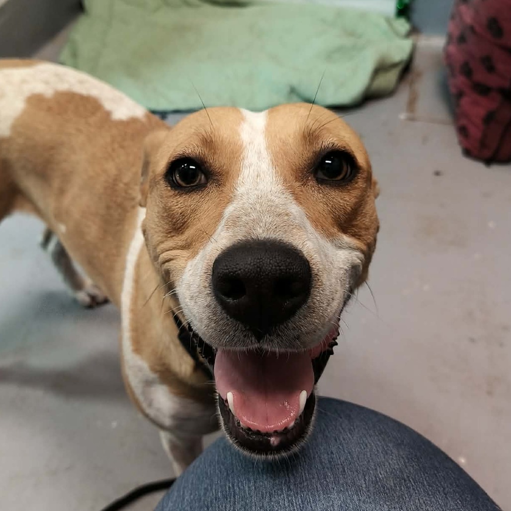 Bunny is available for adoption at Humane Society of Raleigh County, Inc.