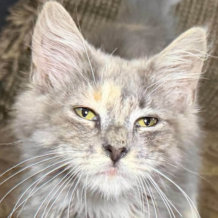 CORA - Domestic Medium Hair available for adoption