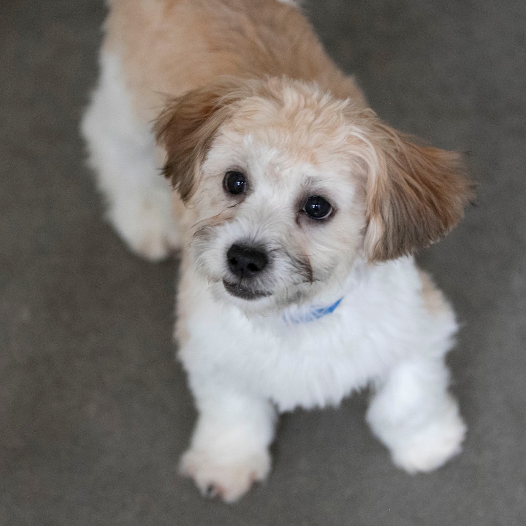 CRUE (AG26-185) - Shih Tzu / Bichon Frise available for adoption