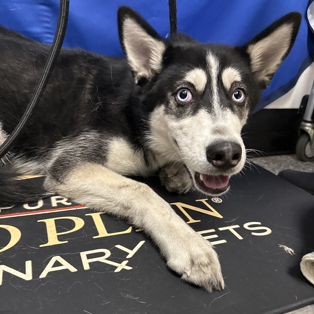 AURORA - Husky available for adoption