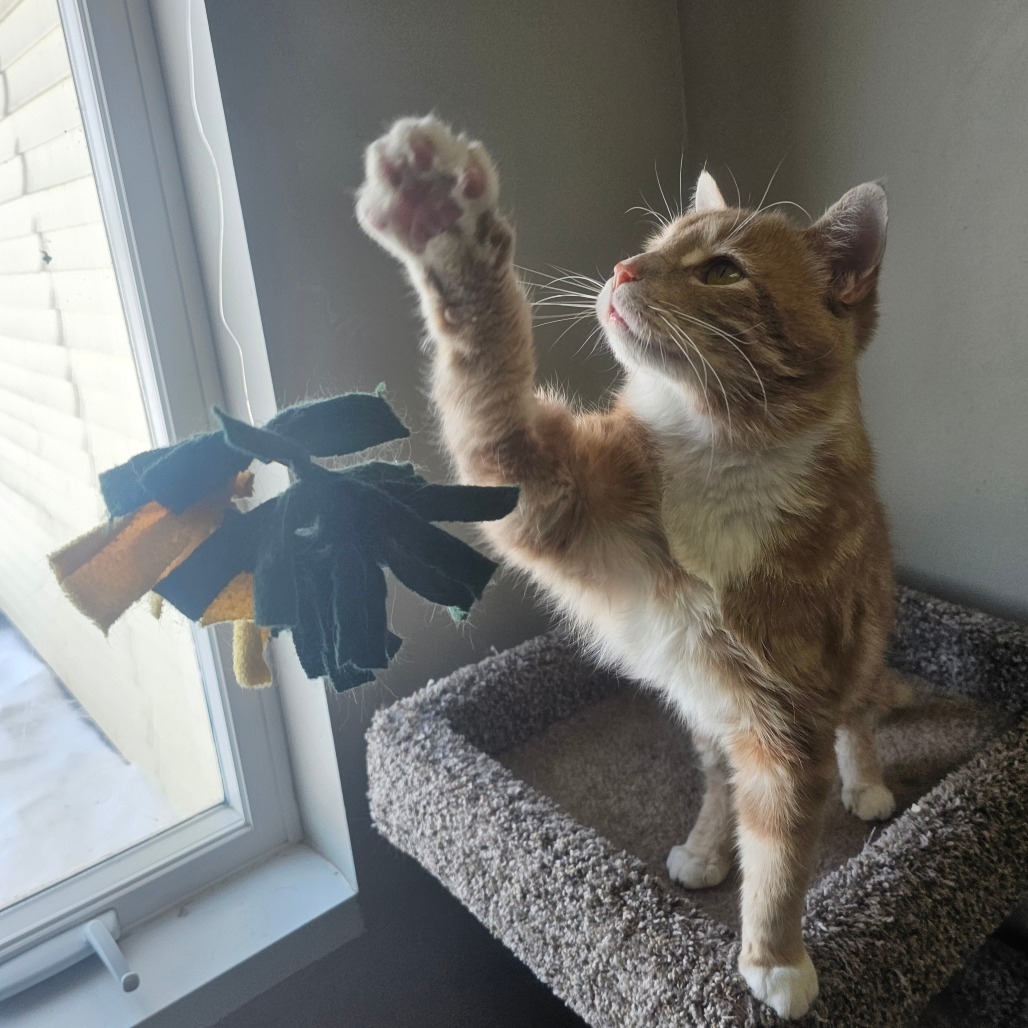 Lincoln — thumbnail 4