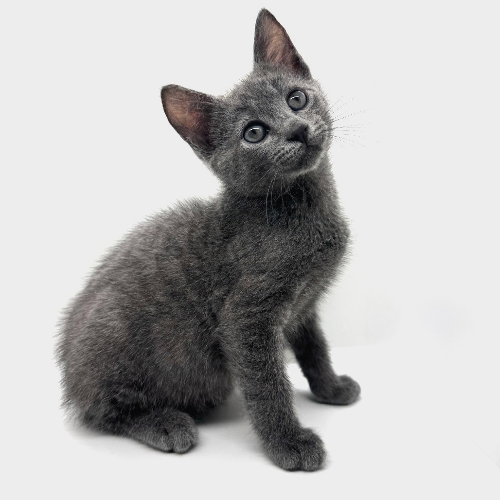 MIKE TEAVEE (BONDED TO VIOLET) - Domestic Shorthair available for adoption