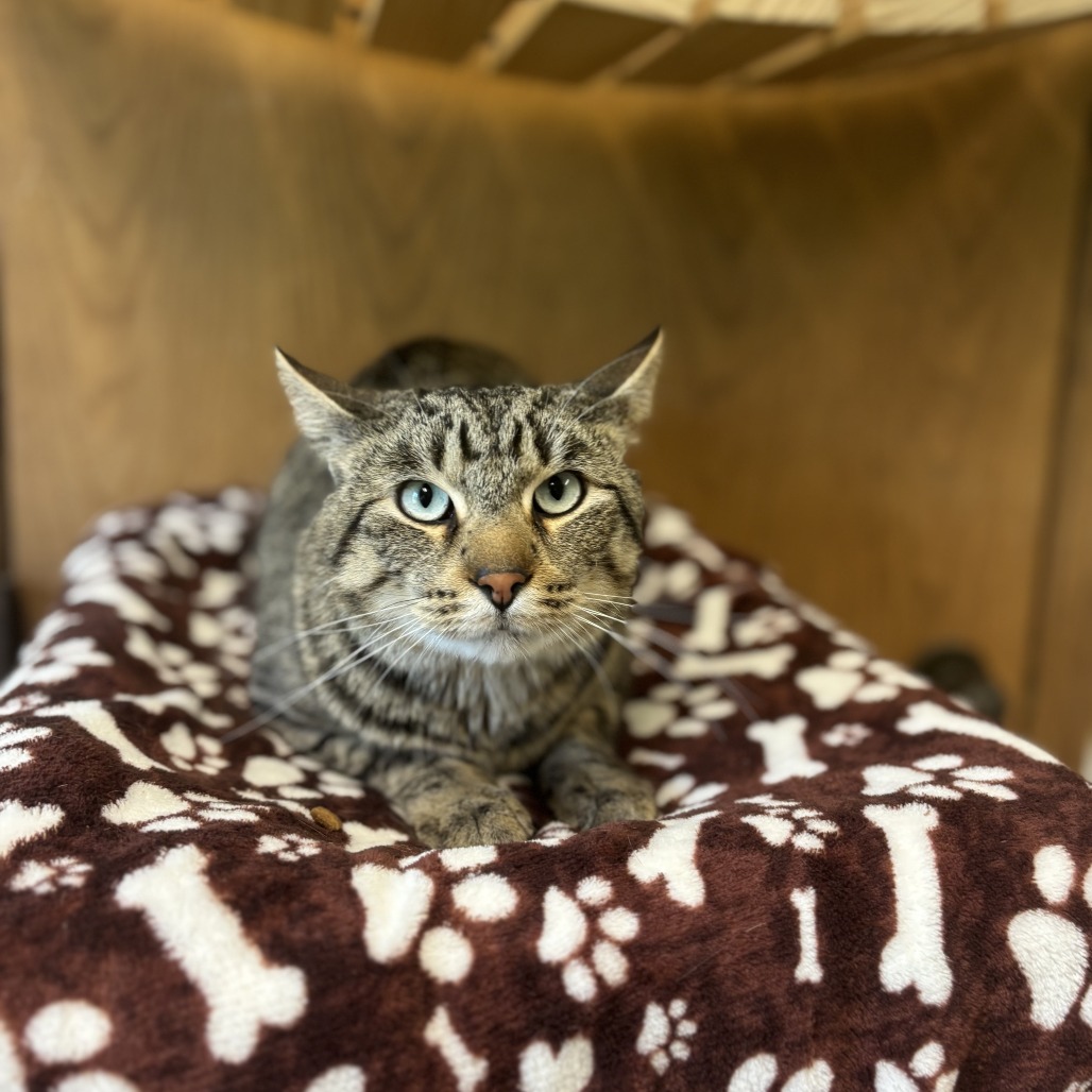 Freddy--In Foster, photo 2