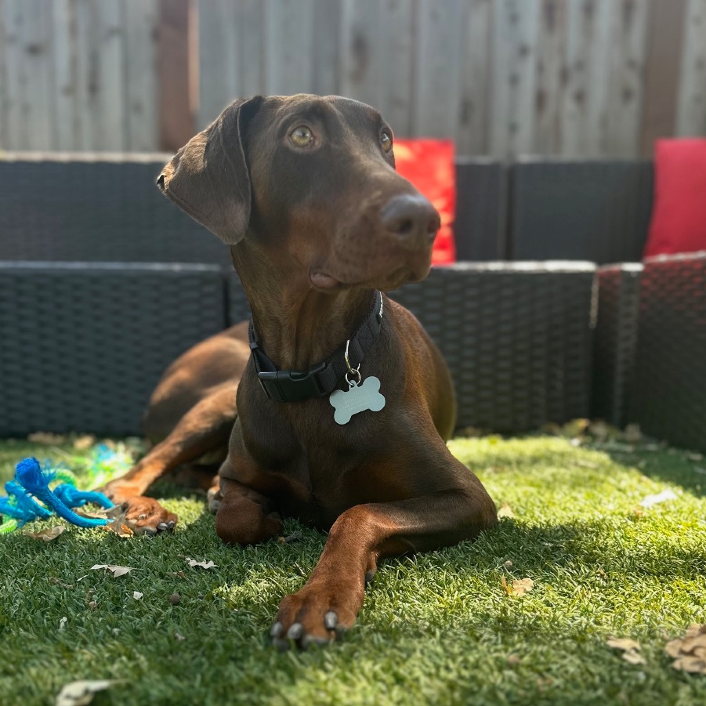 Animal named Priscilla