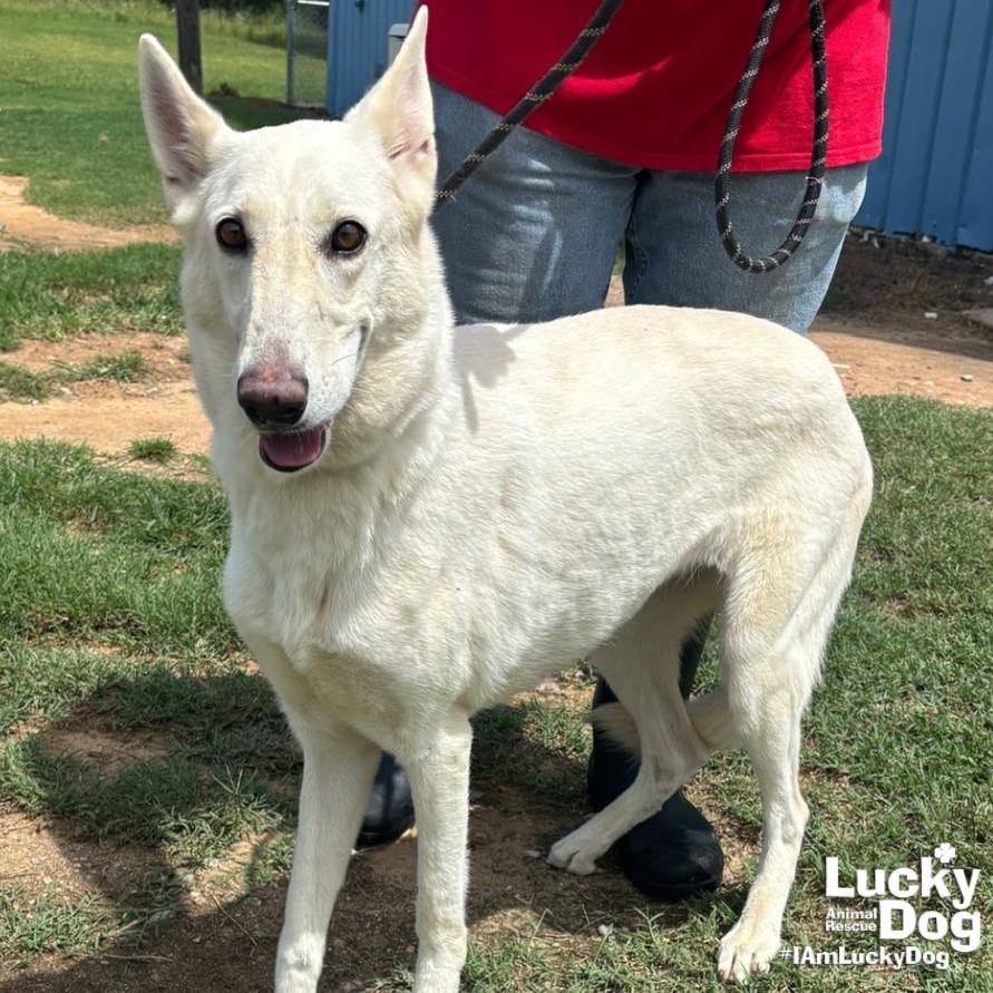 PETRA - Shepherd available for adoption