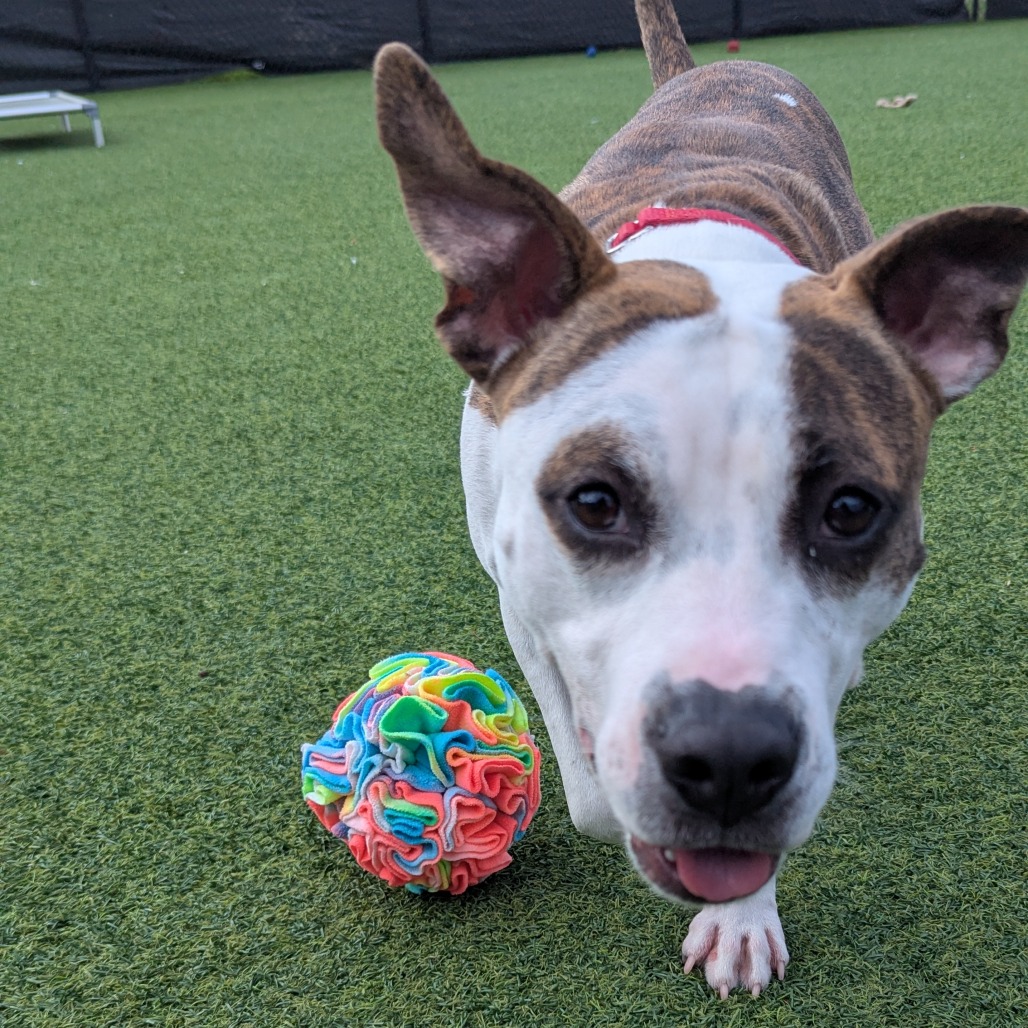 Photo of Bombyx Mori 13