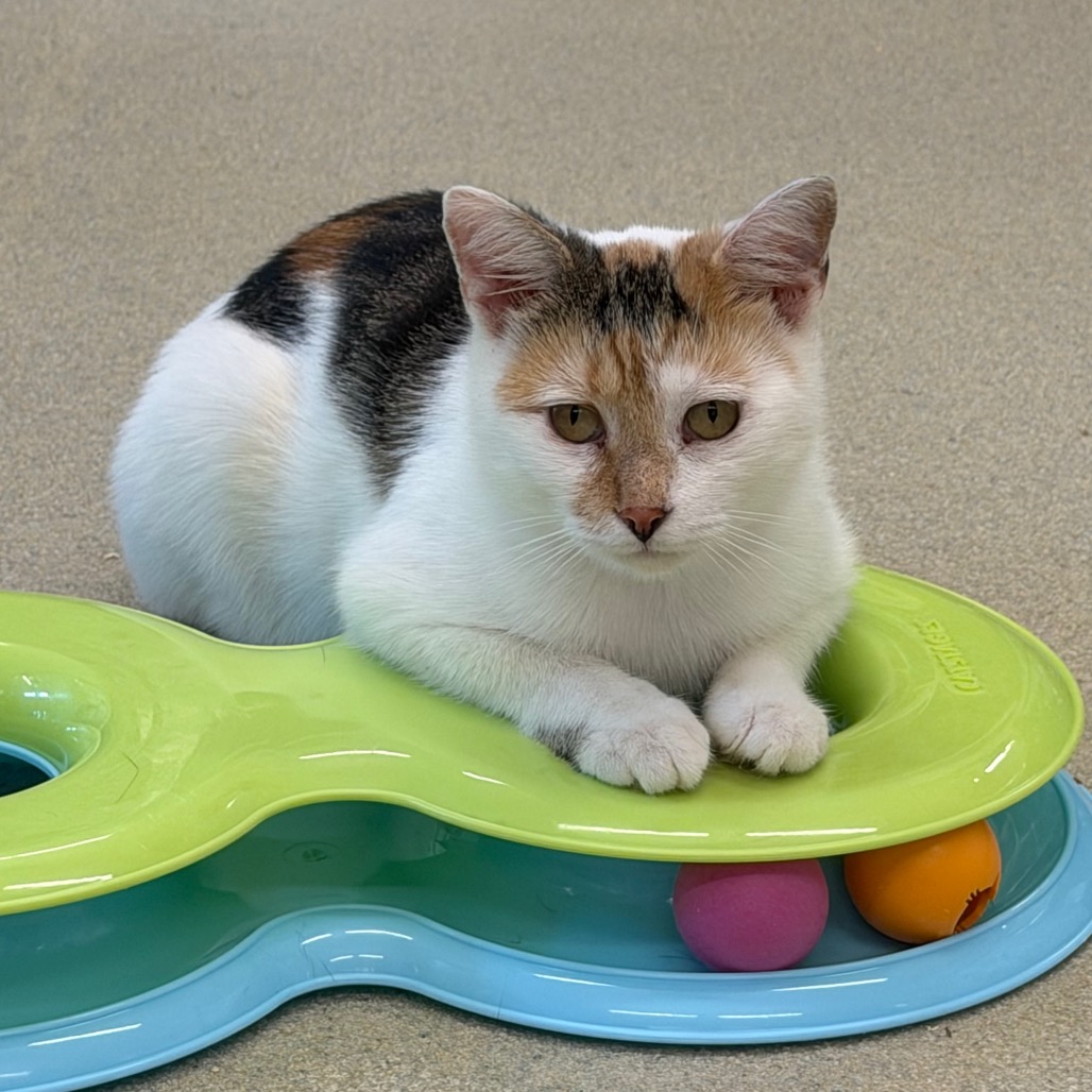 DAHLIA - Domestic Shorthair available for adoption