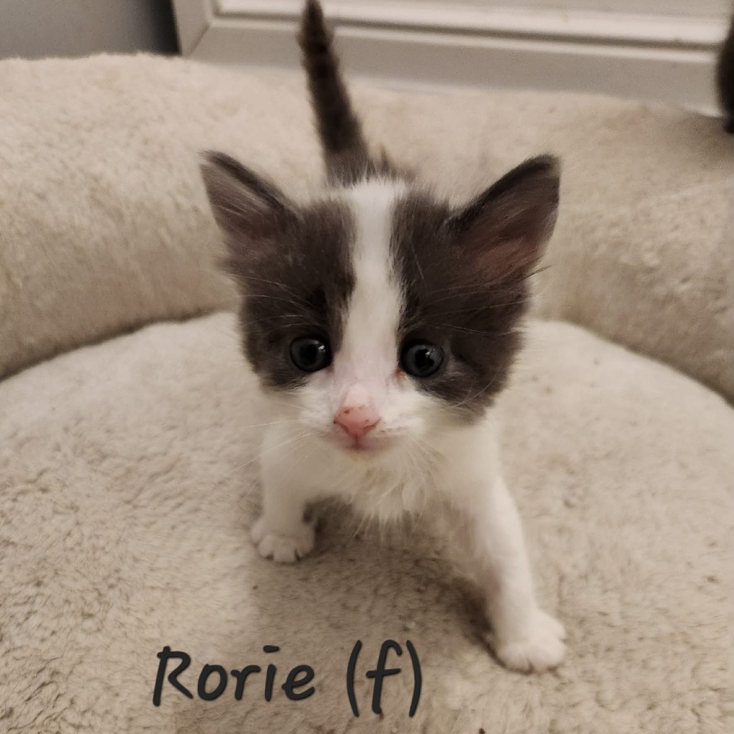 Rorie