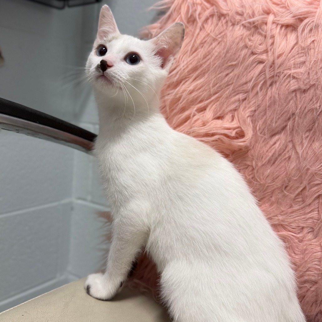 HARLEY - Domestic Shorthair available for adoption