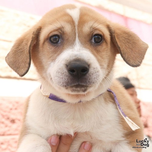 LUPSI - Retriever / Shepherd available for adoption